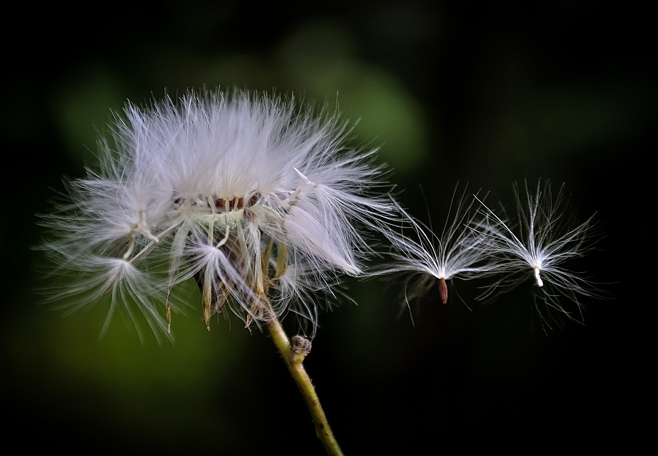 Pusteblume